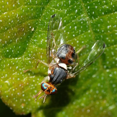 PHÉROMONES MOUCHE DE L’OLIVE