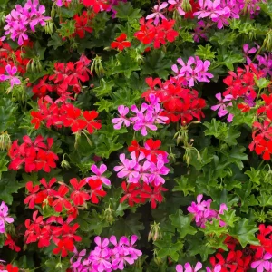 eden-plus-floraison
