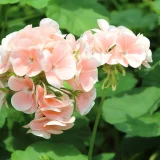 FORTIPLANT<sup>®</sup> PLUS ROUGE